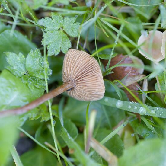 Panaeolina foenisecii: Mushroom in habitat Road or Transportation in the NatureSpots App