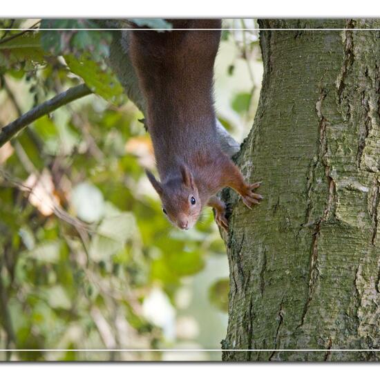 Eurasisches Eichhörnchen: Tier im Habitat Hinterhof in der NatureSpots App