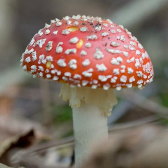 Amanita muscaria: Mushroom in habitat Forest in the NatureSpots App