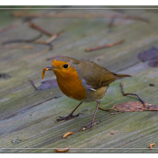 Rotkehlchen: Tier im Habitat Garten in der NatureSpots App