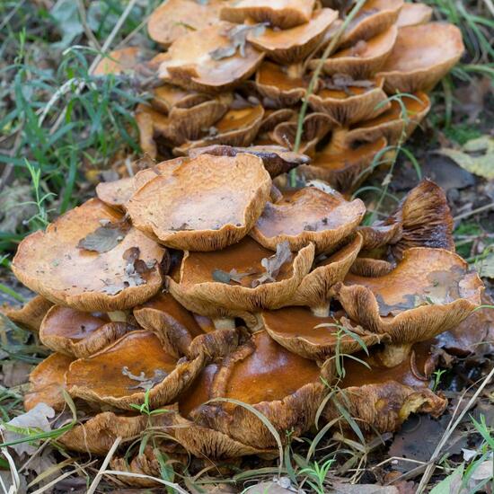 Gymnopilus junonius: Mushroom in habitat Forest in the NatureSpots App