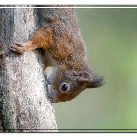 Red squirrel: Animal in habitat Backyard in the NatureSpots App