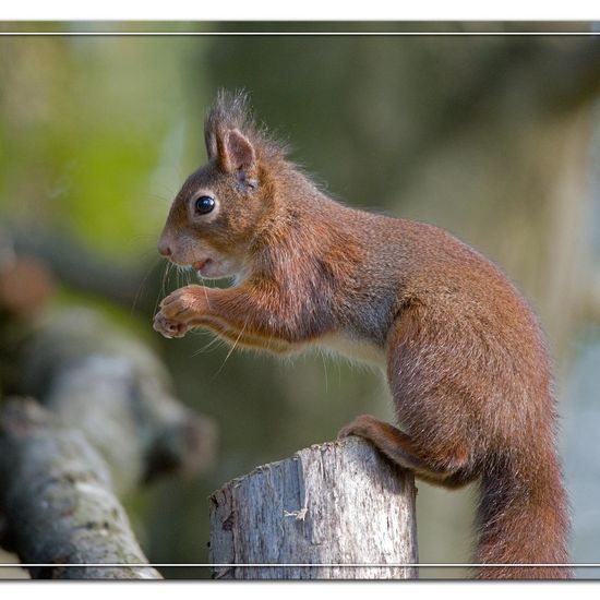 Eurasisches Eichhörnchen: Tier im Habitat Hinterhof in der NatureSpots App