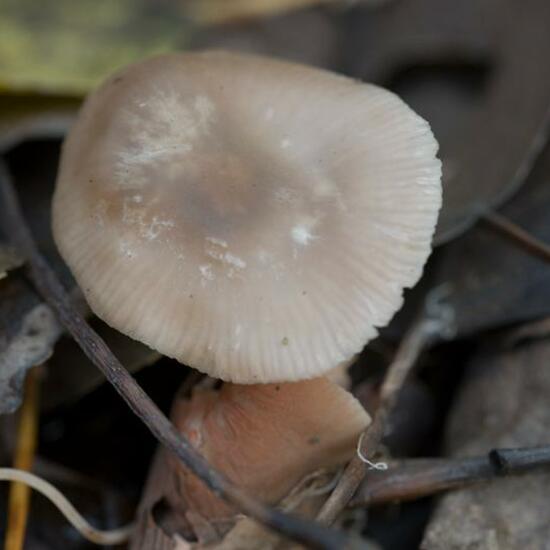 Agaricus rhodopolius: Mushroom in habitat Forest in the NatureSpots App