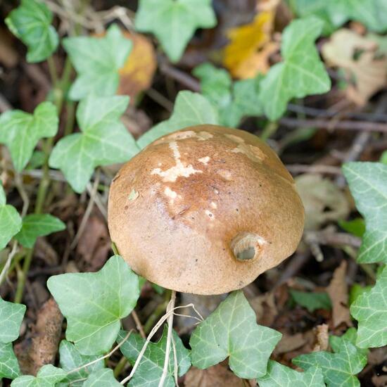 Gemeiner Birkenpilz: Pilz im Habitat Wald in der NatureSpots App