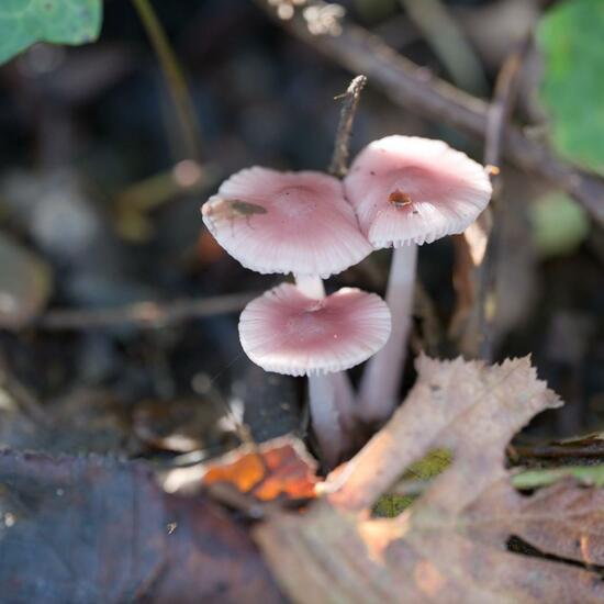 Mycena rosea: Mushroom in habitat Forest in the NatureSpots App