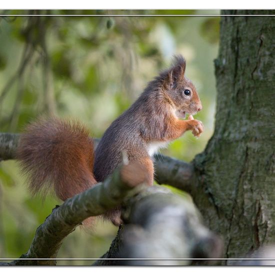 Red squirrel: Animal in habitat Backyard in the NatureSpots App