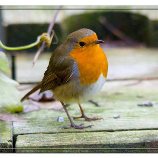 Rotkehlchen: Tier im Habitat Garten in der NatureSpots App