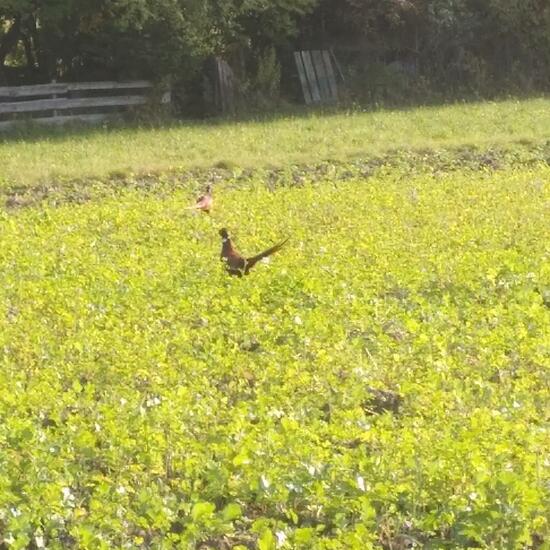 Common Pheasant: Animal in habitat Crop cultivation in the NatureSpots App