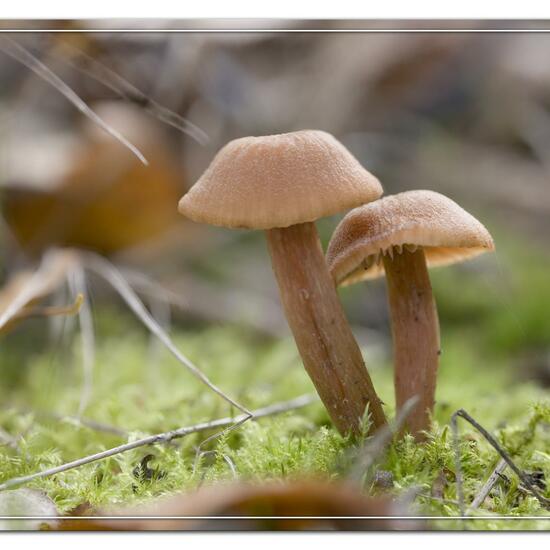 Rötlicher Lacktrichterling: Pilz im Habitat Park in der NatureSpots App