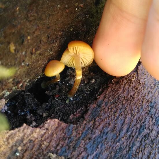 Galerina marginata: Mushroom in habitat Temperate forest in the NatureSpots App