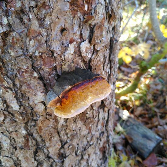 Rotrandiger Baumschwamm: Pilz im Habitat Wald der gemäßigten Breiten in der NatureSpots App