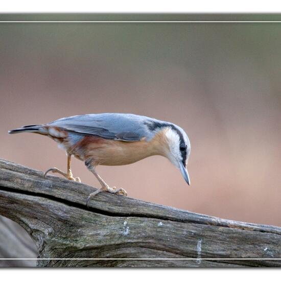 Kleiber: Tier im Habitat Hinterhof in der NatureSpots App