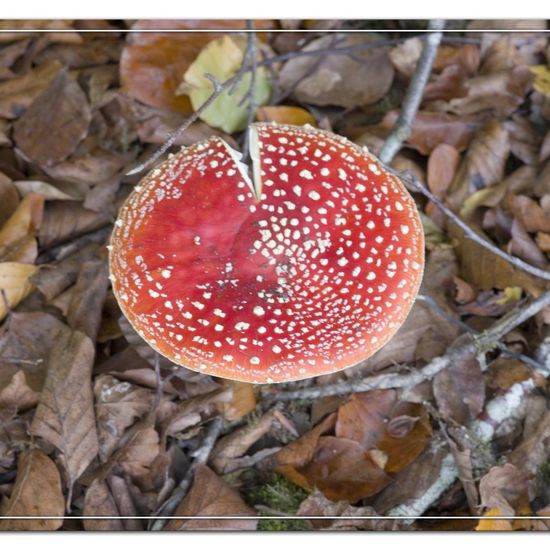 Agaricus muscarius: Mushroom in nature in the NatureSpots App