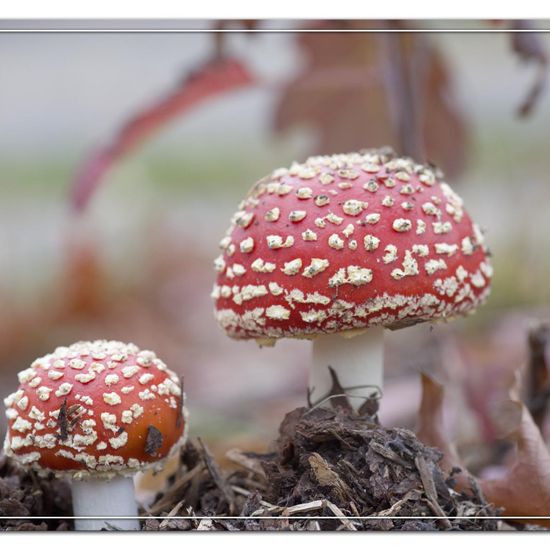 Agaricus muscarius: Pilz in der Natur in der NatureSpots App