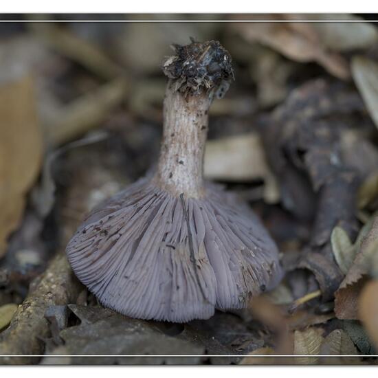 Violetter Rötelritterling: Pilz im Habitat Park in der NatureSpots App