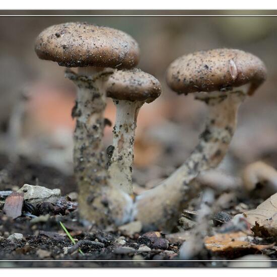 Armillaria solidipes: Mushroom in habitat Park in the NatureSpots App