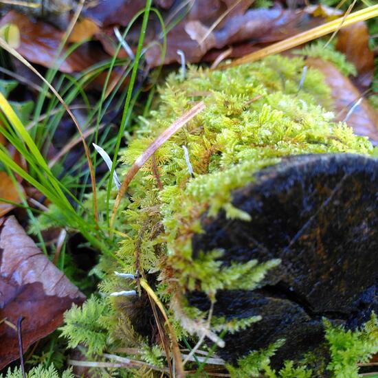 Xylaria hypoxylon: Mushroom in habitat Temperate forest in the NatureSpots App