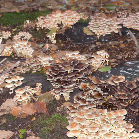 Hypholoma fasciculare: Mushroom in habitat Forest in the NatureSpots App