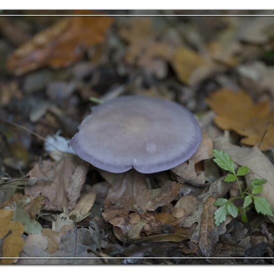 Lepista nuda: Mushroom in habitat Park in the NatureSpots App