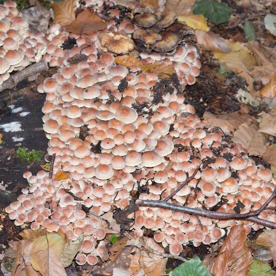 Hypholoma fasciculare: Mushroom in habitat Forest in the NatureSpots App