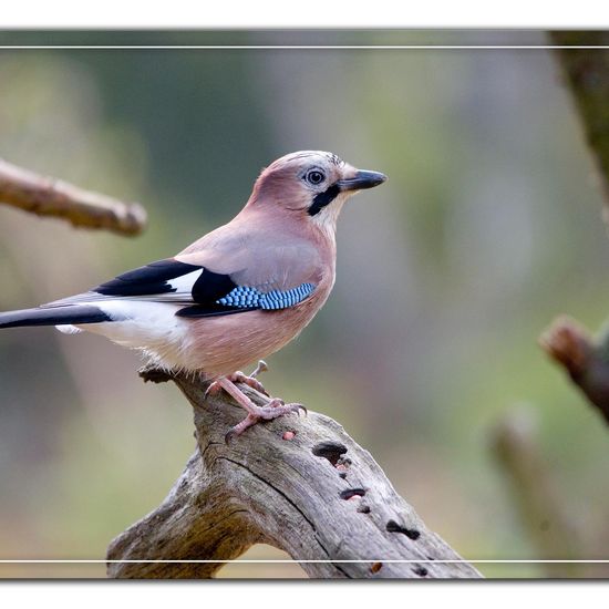 Eurasian Jay: Animal in habitat Backyard in the NatureSpots App