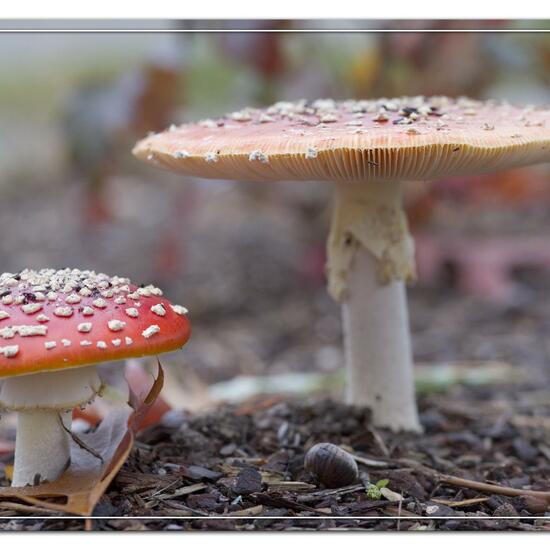 Agaricus muscarius: Mushroom in habitat Park in the NatureSpots App