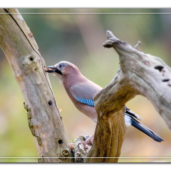 Eurasian Jay: Animal in habitat Backyard in the NatureSpots App