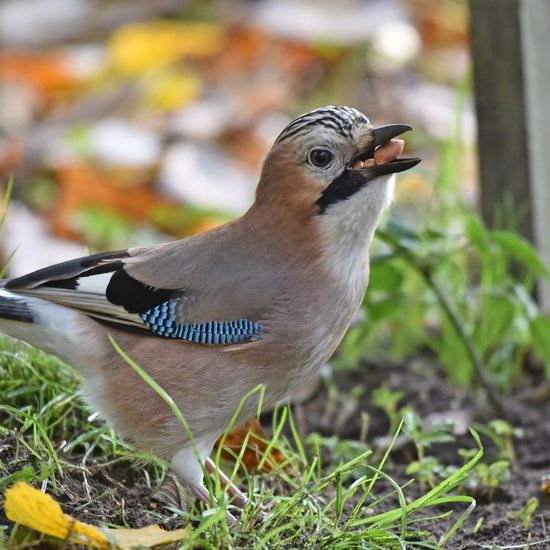 Eurasian Jay: Animal in habitat Backyard in the NatureSpots App