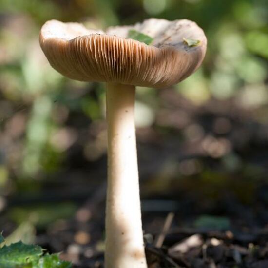 Volvariella gloiocephala: Mushroom in habitat Grassland in the NatureSpots App