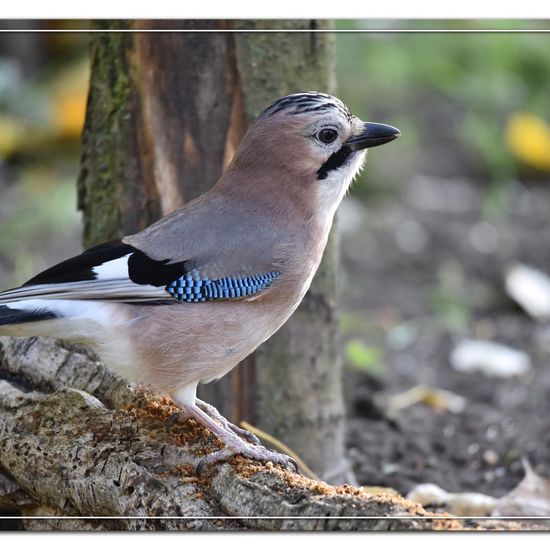 Eurasian Jay: Animal in habitat Backyard in the NatureSpots App