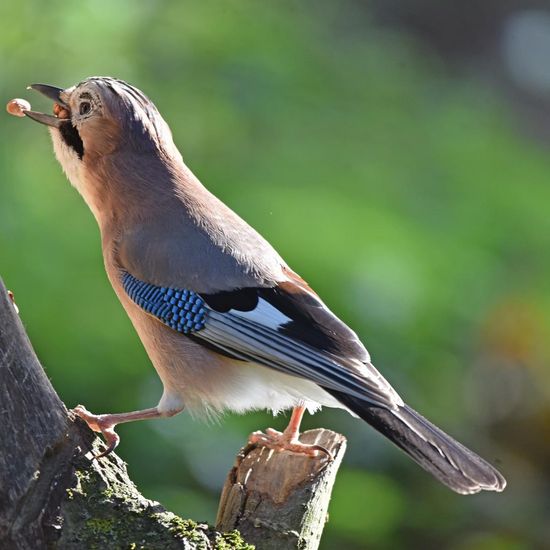 Eurasian Jay: Animal in habitat Backyard in the NatureSpots App