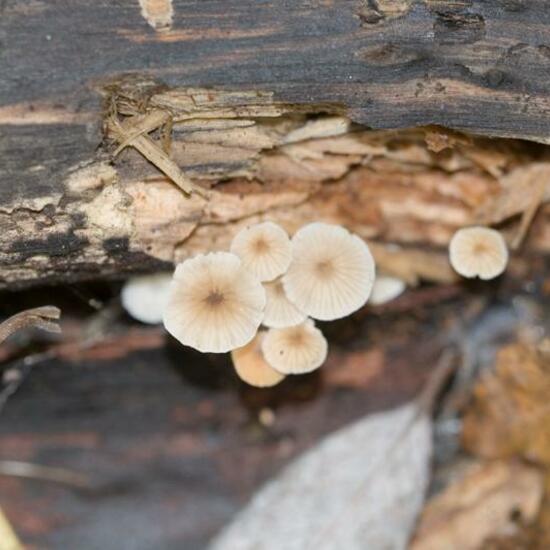 Unknown species: Mushroom in habitat Grassland in the NatureSpots App