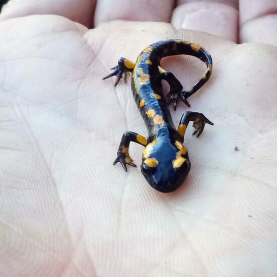 Fire salamander: Animal in nature in the NatureSpots App