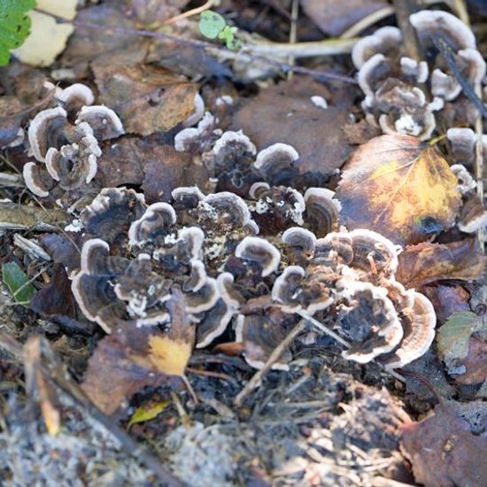Trametes versicolor: Mushroom in habitat Natural Meadow in the NatureSpots App