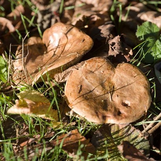 Paxillus involutus: Mushroom in habitat Natural Meadow in the NatureSpots App