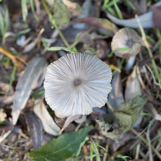 Unknown species: Mushroom in habitat Natural Meadow in the NatureSpots App