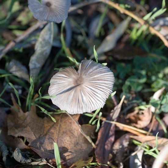 Unknown species: Mushroom in habitat Natural Meadow in the NatureSpots App