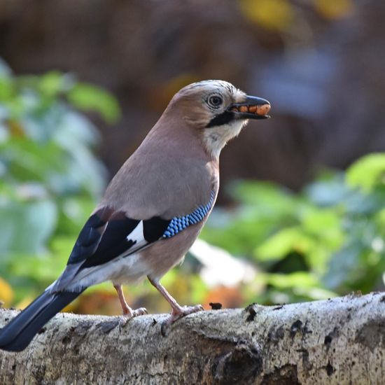 Eurasian Jay: Animal in habitat Backyard in the NatureSpots App