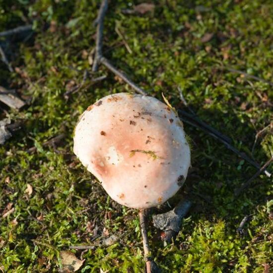 Russula betularum: Mushroom in habitat Road or Transportation in the NatureSpots App