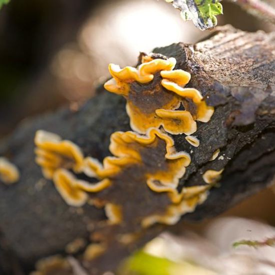 Striegeliger Schichtpilz: Pilz in der Natur in der NatureSpots App