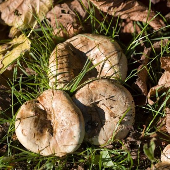 Paxillus involutus: Mushroom in habitat Natural Meadow in the NatureSpots App