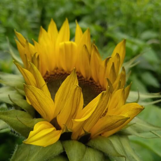 Helianthus: Plant in habitat Crop cultivation in the NatureSpots App