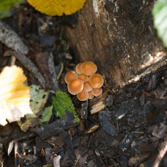Hypholoma fasciculare: Mushroom in habitat Grassland in the NatureSpots App