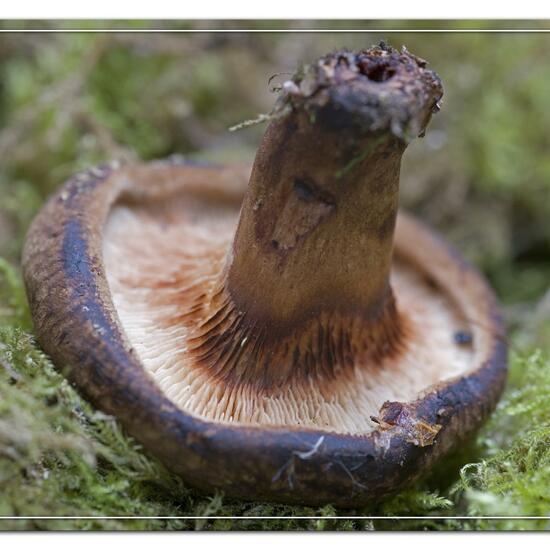 Lactarius necator: Mushroom in nature in the NatureSpots App