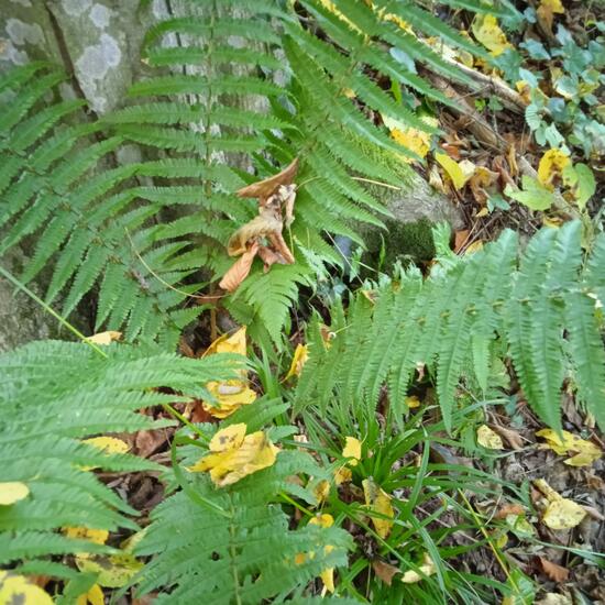 Echte Farne: Pflanze im Habitat Wald der gemäßigten Breiten in der NatureSpots App