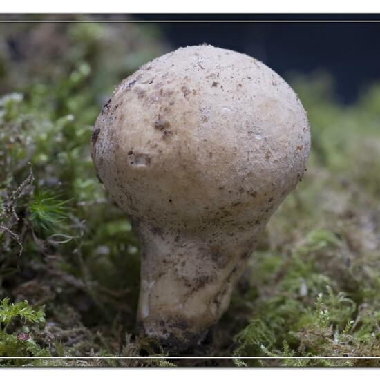 Lycoperdon lividum: Mushroom in habitat Road or Transportation in the NatureSpots App