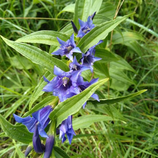 andere Art: Pflanze im Habitat Wald der gemäßigten Breiten in der NatureSpots App