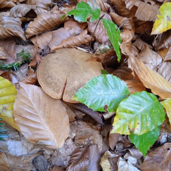 Eine unbekannte Art: Pilz im Habitat Wald der gemäßigten Breiten in der NatureSpots App