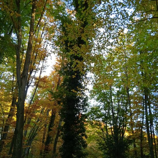 Eine unbekannte Art: Pflanze im Habitat Wald der gemäßigten Breiten in der NatureSpots App